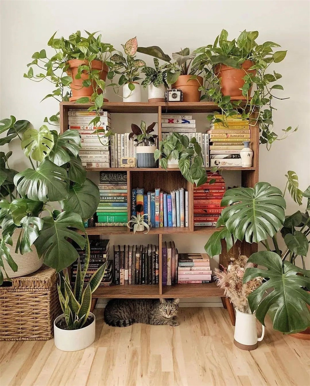 Houseplant Decor Ideas