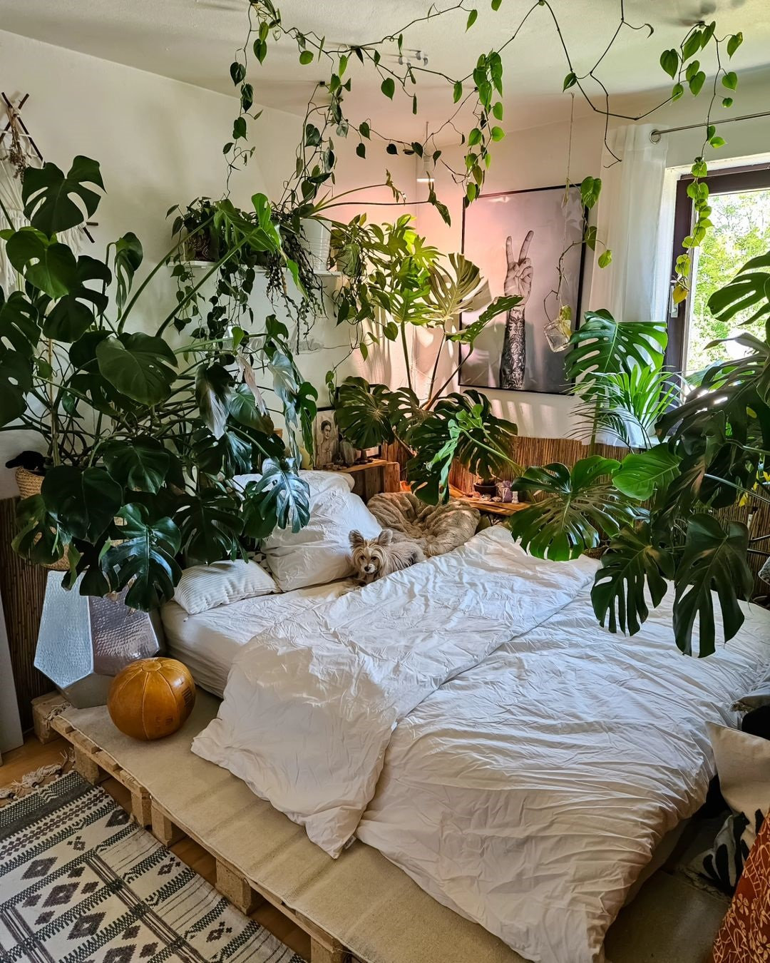 Indoor Plants Decor