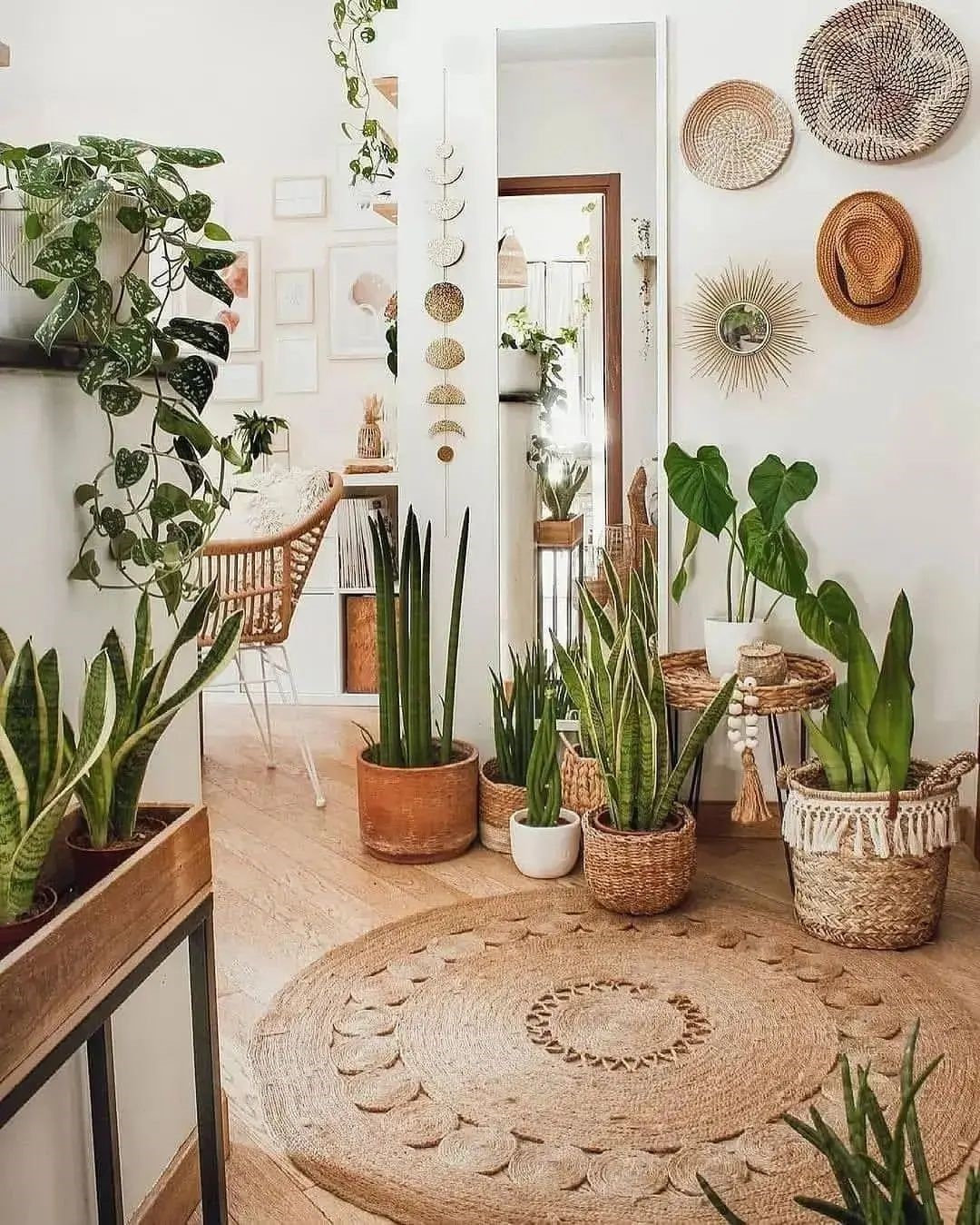 Indoor Plants Decor