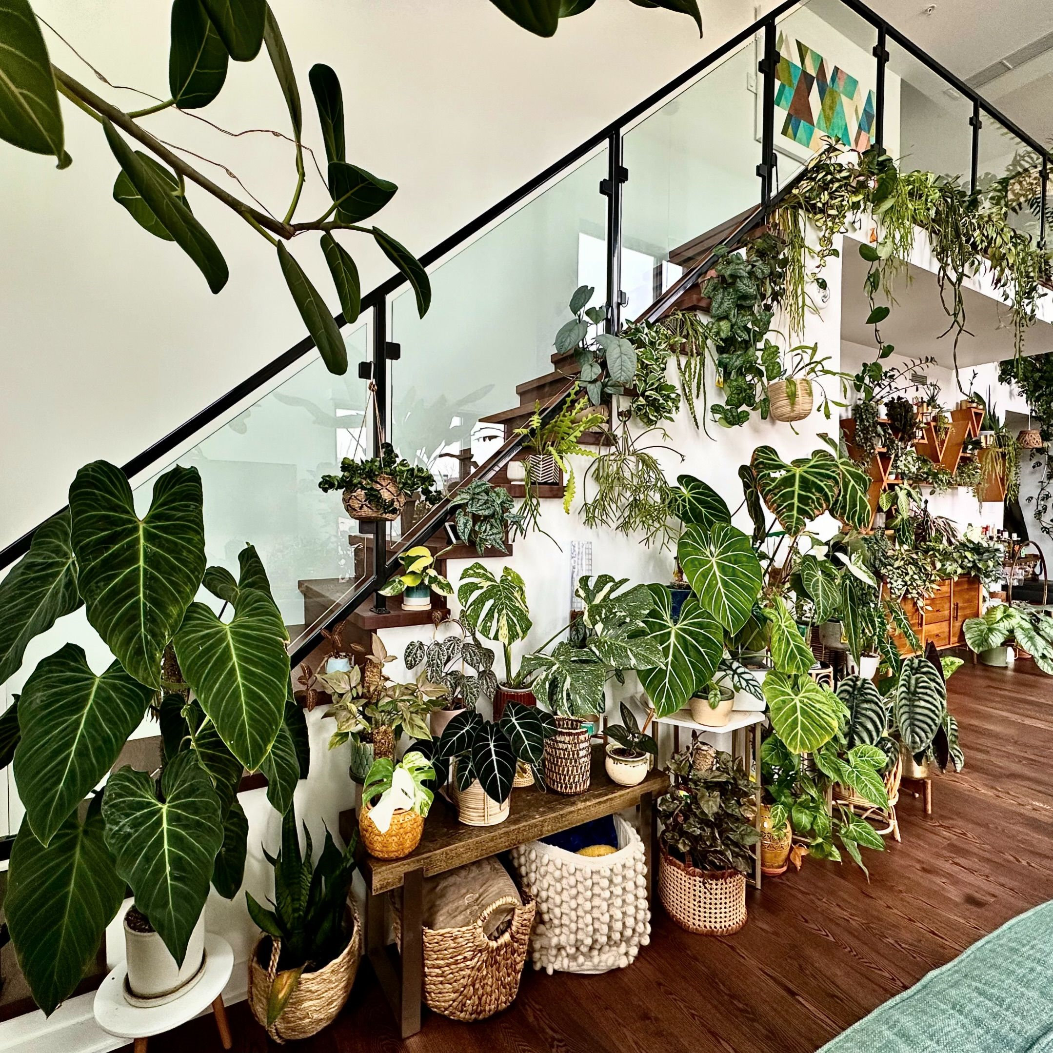 Indoor Plants Decor