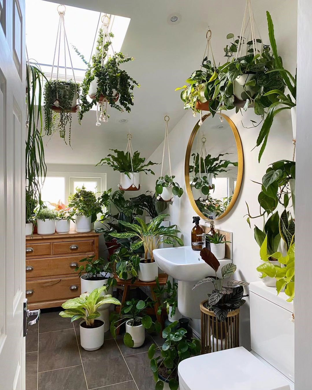 Indoor Plants Decor