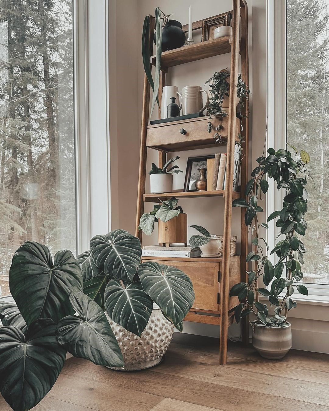 Indoor Plants Decor