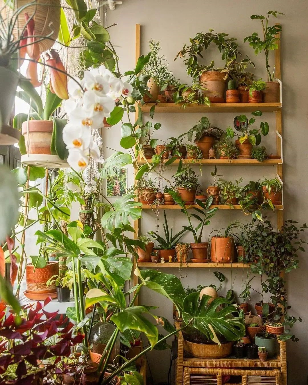 Indoor Plants Decor