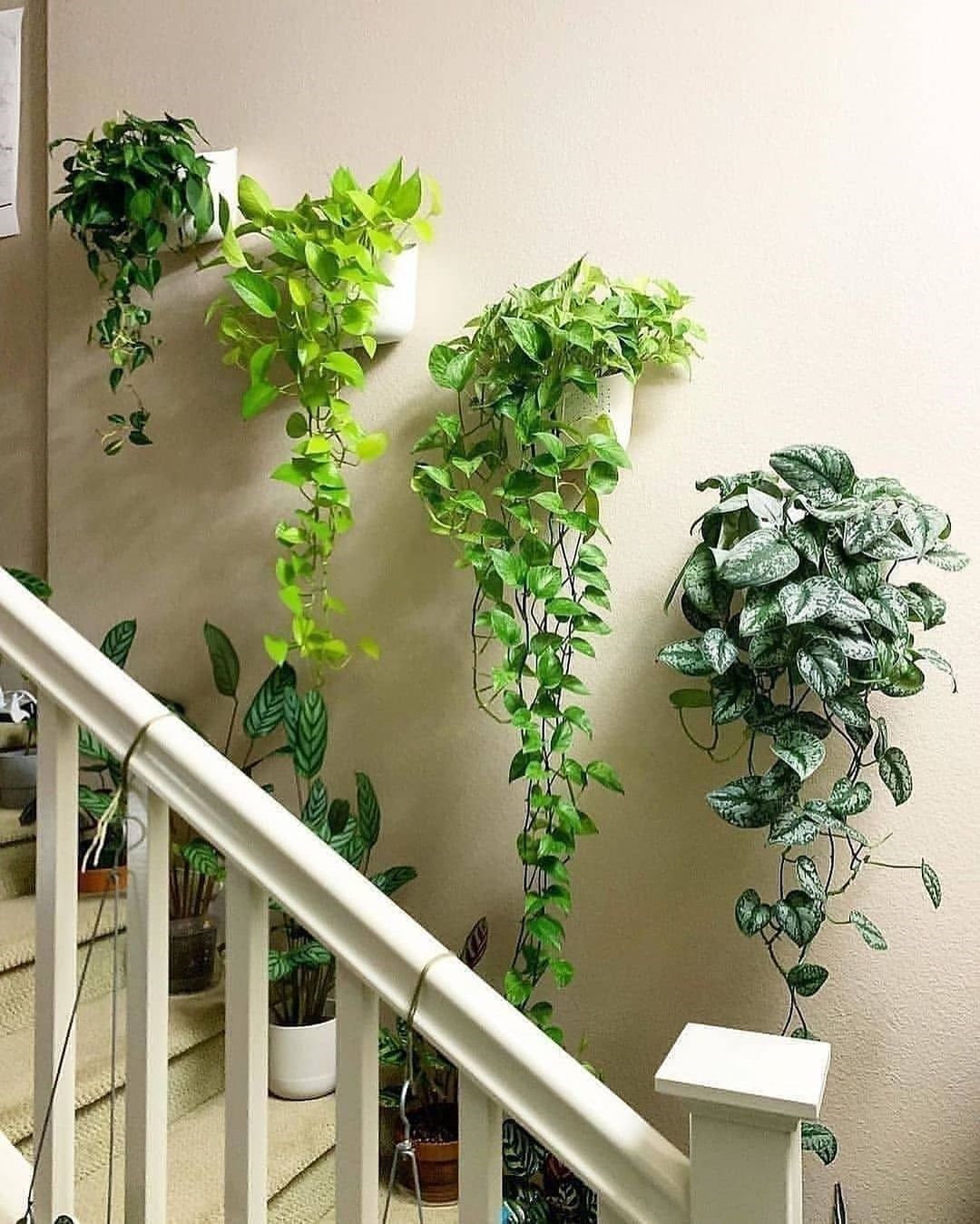 Indoor Plants Decor