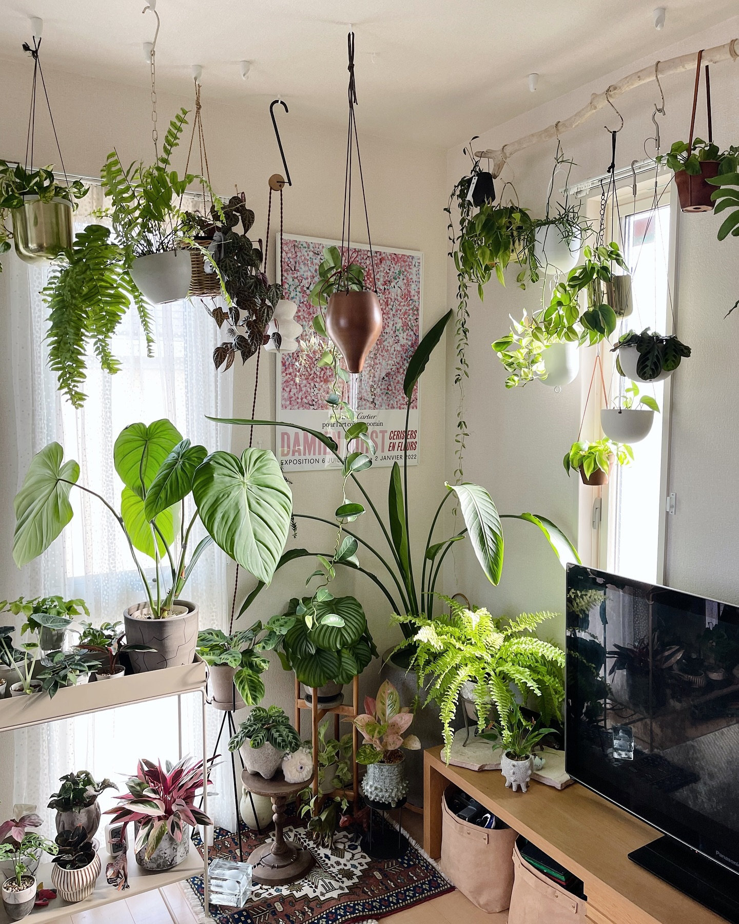 Indoor Plants Decor