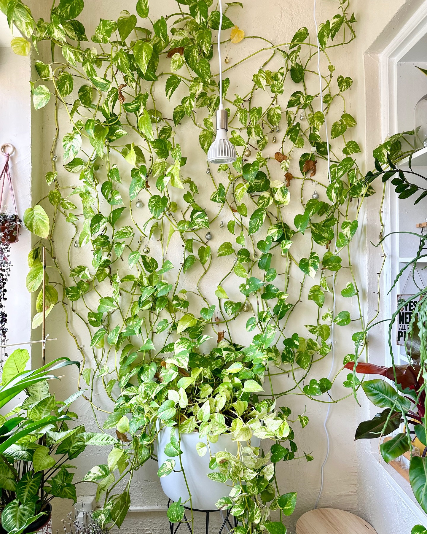 Indoor Plants Decor