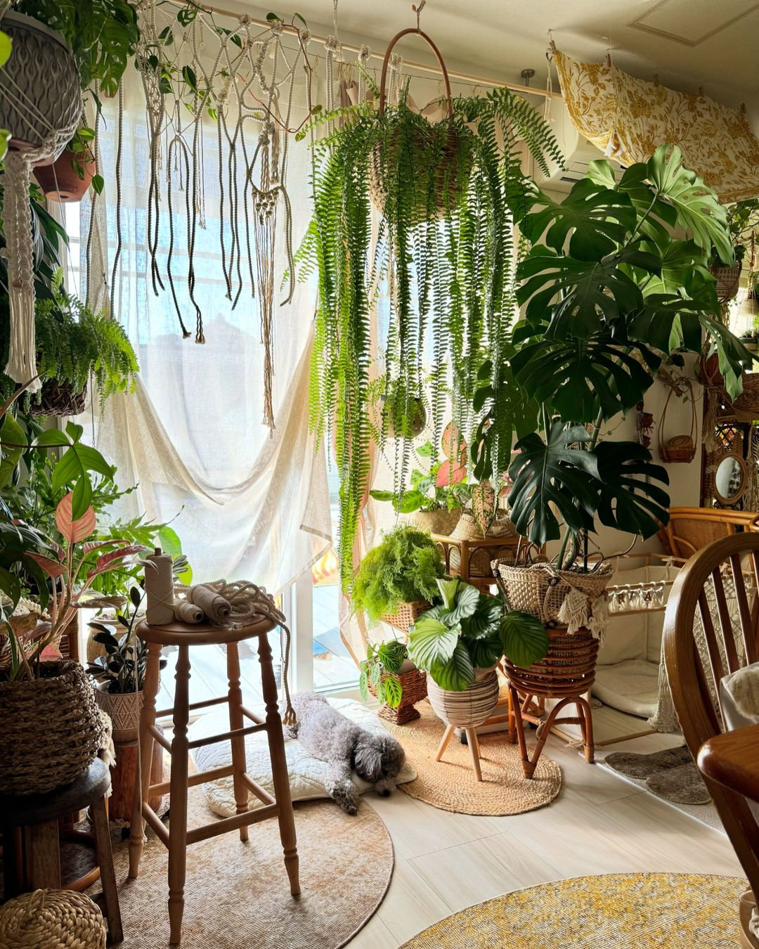 Indoor Plants Decor